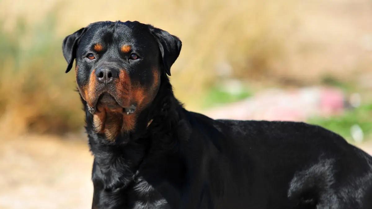 perro