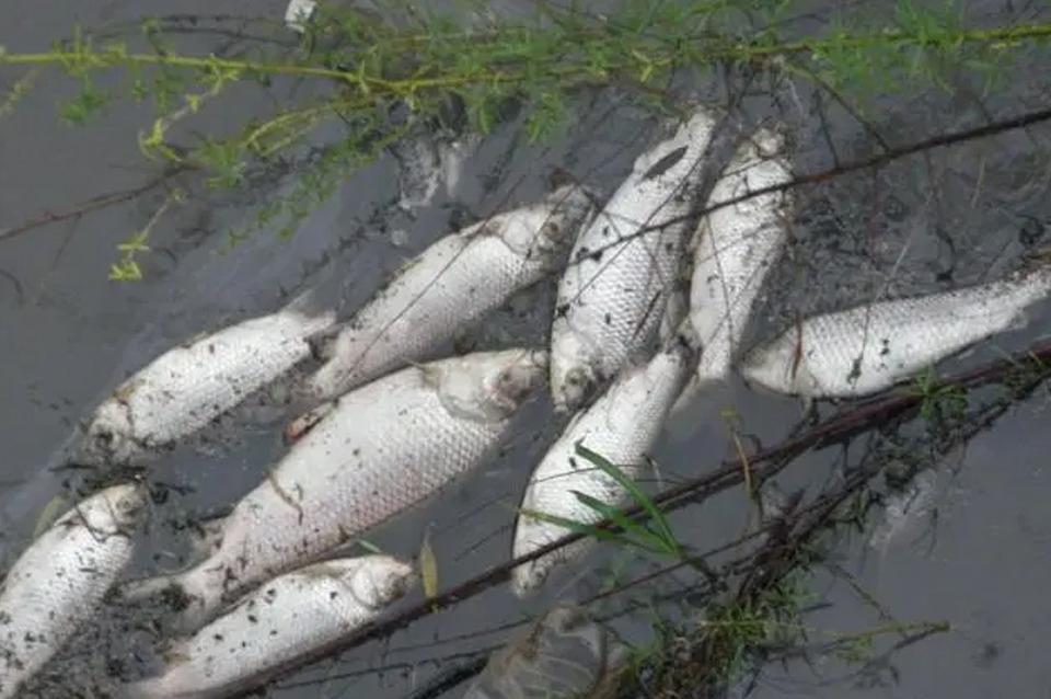 peces