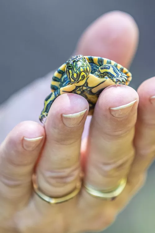 03_Tortugas_UNL